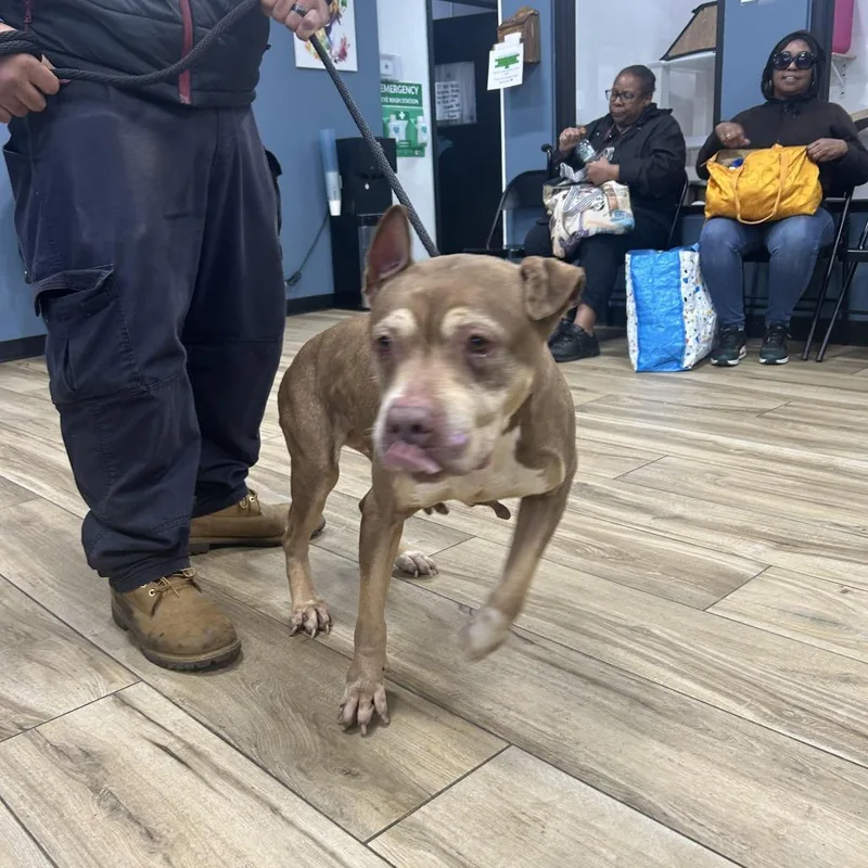 An adult medium-sized female Yellow / Tan / Blond / Fawn Pit Bull Terrier dog named Cherokee for adoption in Weimar, CA