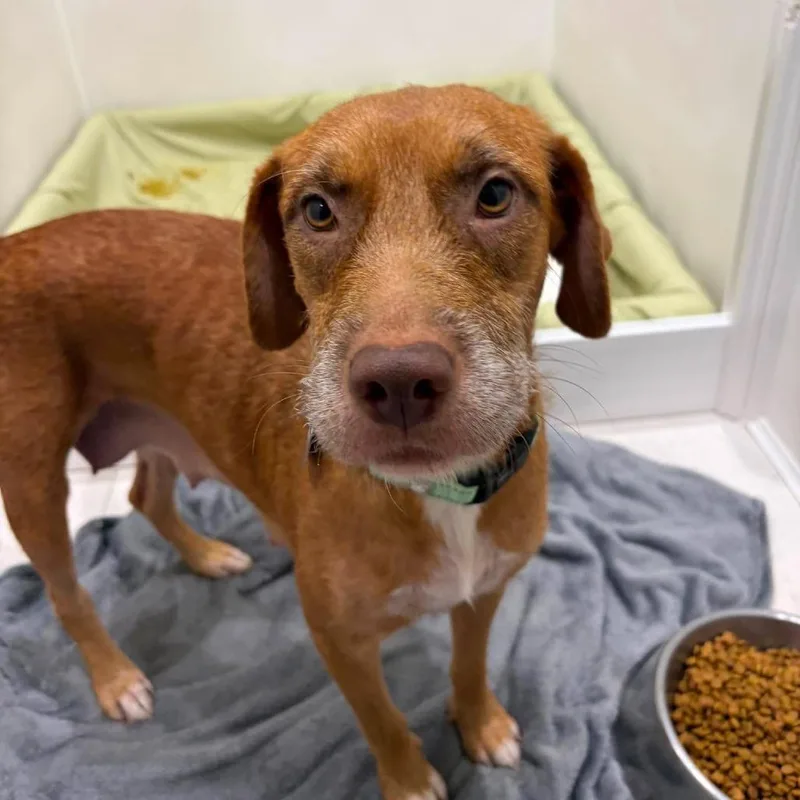 An adult medium-sized female Terrier dog named Kimi for adoption in Seminole, FL