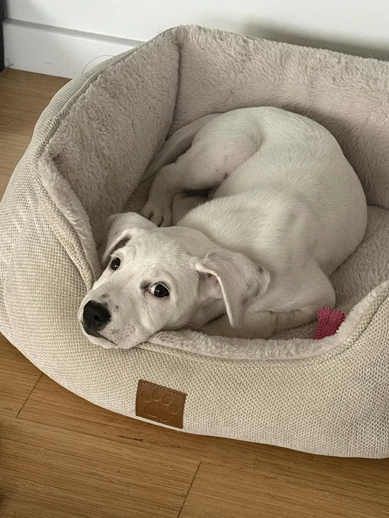 A baby medium-sized male Pit Bull Terrier dog named Charly for adoption in Los Angeles , CA