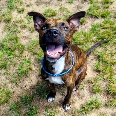 A young medium-sized male Mixed Breed dog named Goo Goo Cluster for adoption in Pensacola, FL