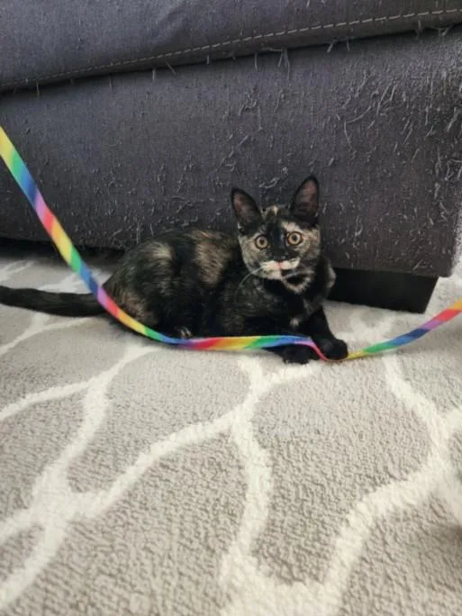 A baby small-sized female Domestic Short Hair cat named Faline for adoption in Hagerstown, MD