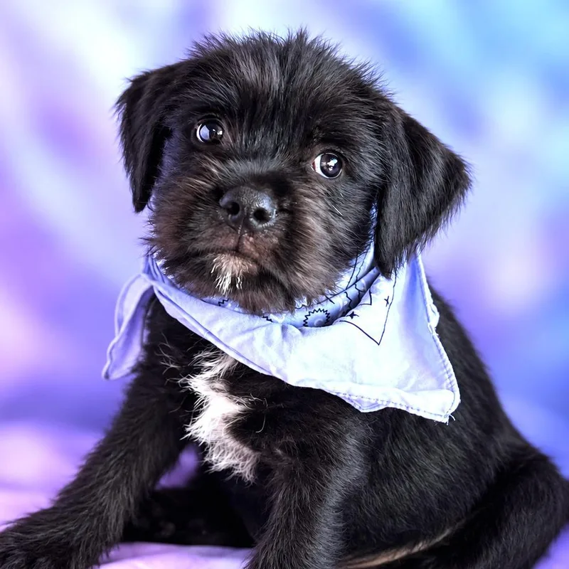 A baby small-sized male Terrier dog named Comet for adoption in Boerne, TX