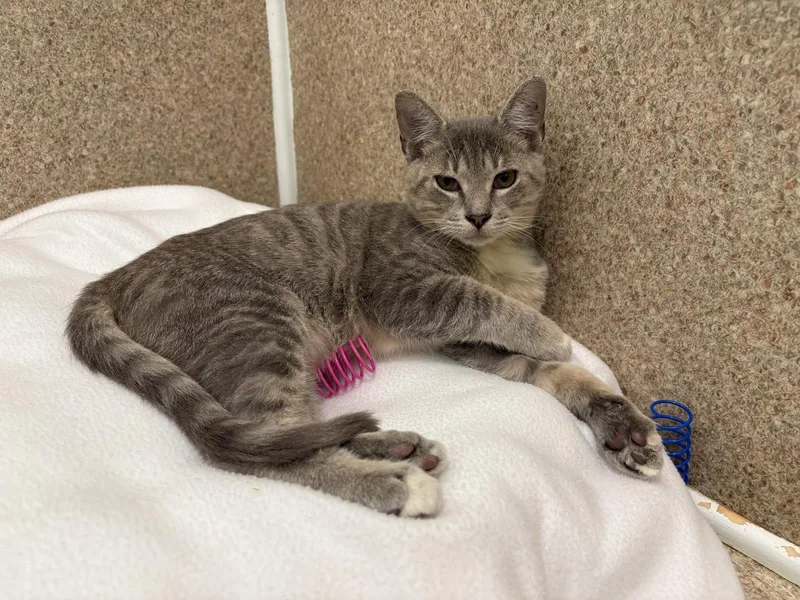 A young medium-sized male Gray & White Domestic Short Hair cat named Mory for adoption in Mc Cormick, SC