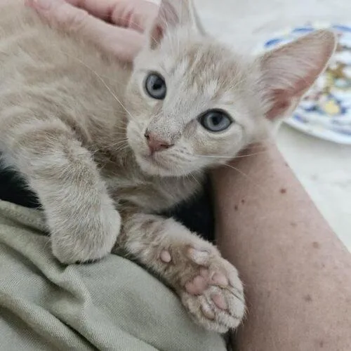 A baby medium-sized female Tabby (Orange / Red) Domestic Short Hair cat named Patton for adoption in Tampa, FL