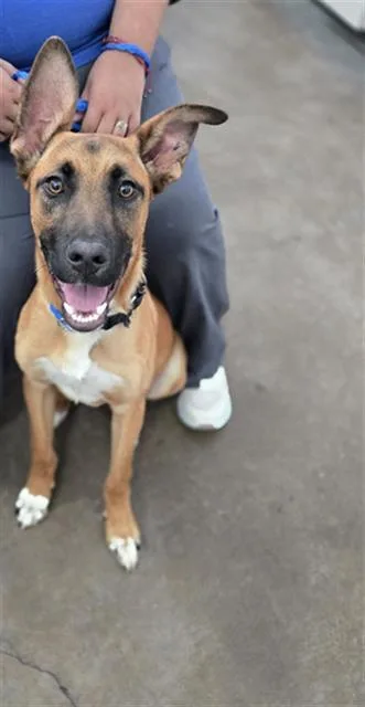 A young large-sized male Mixed Breed dog named Inca for adoption in Dallas, TX