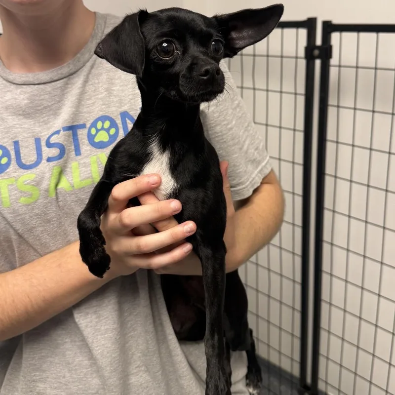 An adult small-sized female Black Chihuahua dog named Jenny for adoption in Houston, TX