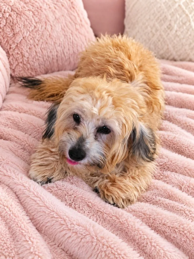 A young small-sized female Shih Tzu dog named Piper for adoption in Spring, TX
