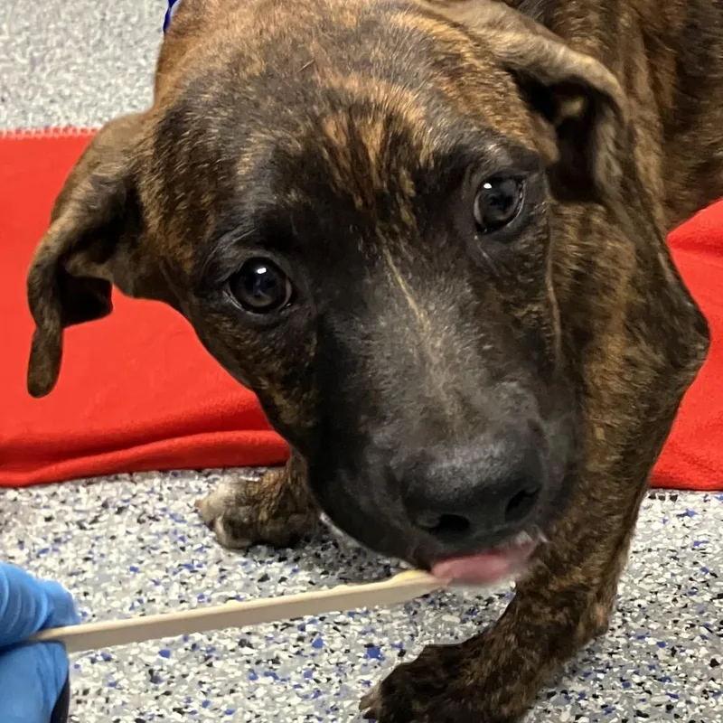 A baby medium-sized male Brindle Mixed Breed dog named Quokka for adoption in Greenville, SC