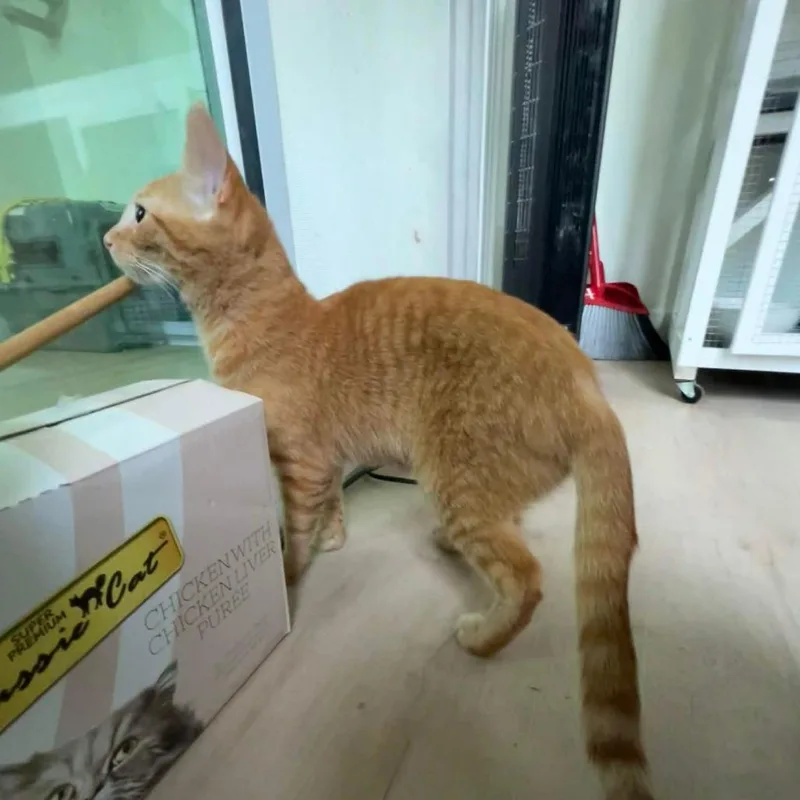 A young medium-sized male Orange / Red Domestic Short Hair cat named Chucky for adoption in San Diego, CA