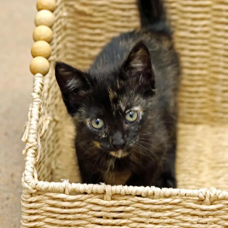 A baby small-sized female Tortoiseshell Domestic Short Hair cat named Leslie for adoption in Houston, TX