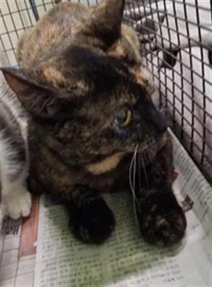 A young medium-sized female Domestic Short Hair cat named Molly for adoption in Los Angeles, CA