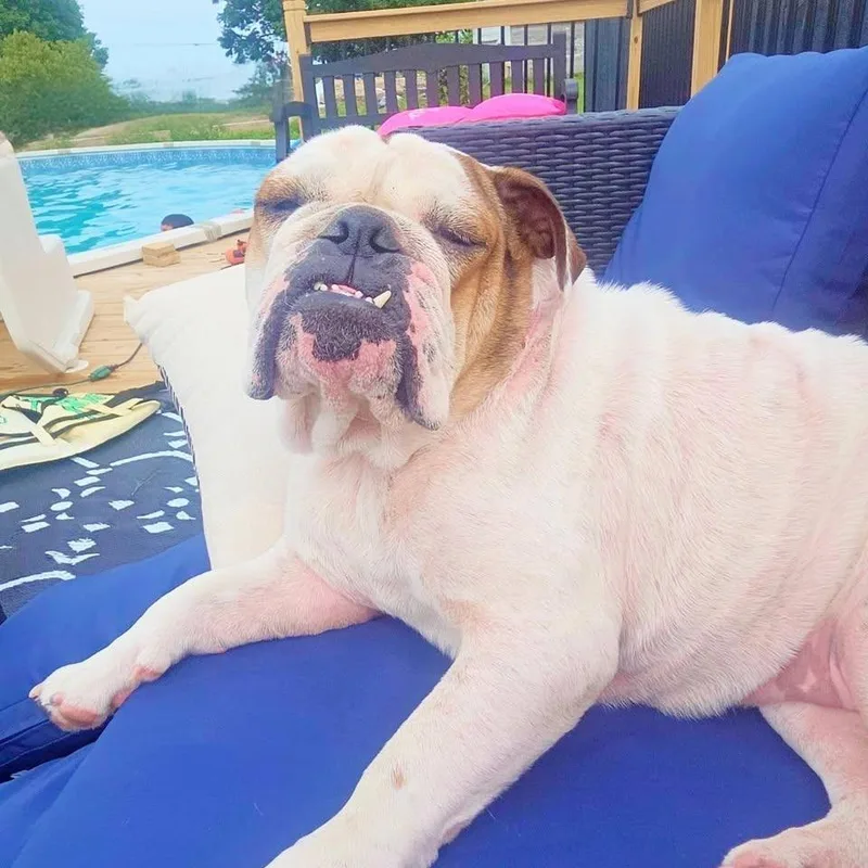 A young medium-sized female English Bulldog dog named Ivory for adoption in Columbus, OH