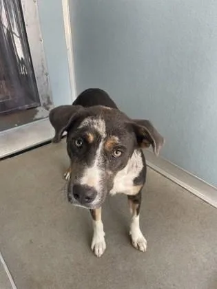 A baby medium-sized female Mixed Breed dog named Marbles for adoption in Fresno, CA
