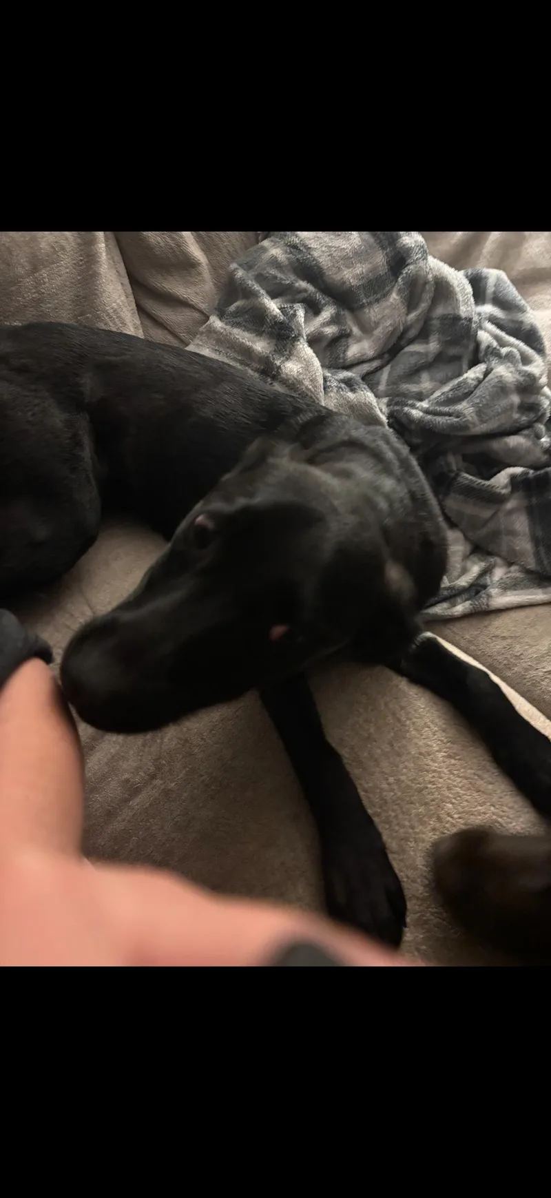 Lilly Lou