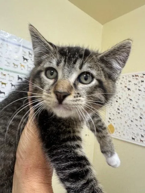 A baby small-sized male Domestic Short Hair cat named Winston for adoption in Fremont, CA