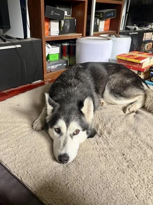 An adult medium-sized female Husky dog named Jazzy for adoption in Los Angeles, CA