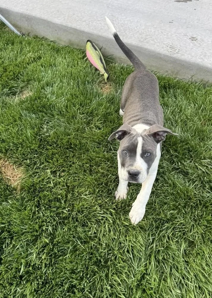 A baby small-sized female Gray / Blue / Silver Pit Bull Terrier dog named Lexi for adoption in Colorado Springs, CO