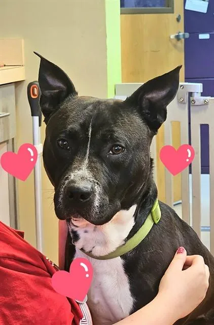 A young medium-sized male Mixed Breed dog named Alabama for adoption in Jacksonville, FL