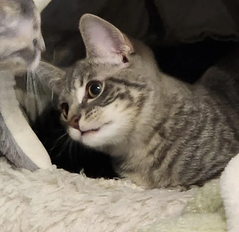 A baby small-sized female Tabby (Gray / Blue / Silver) Domestic Short Hair cat named Evie for adoption in Maineville, OH