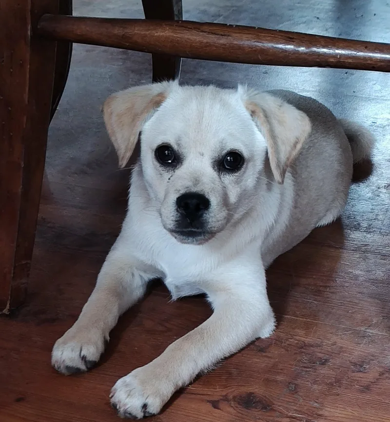 A baby small-sized male Yellow / Tan / Blond / Fawn Pug dog named Concho for adoption in Boerne, TX