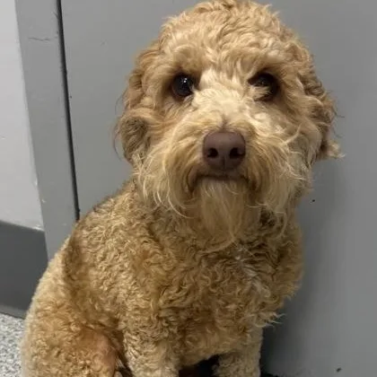 A young small-sized male Golden Miniature Poodle dog named Jet for adoption in Tinley Park, IL