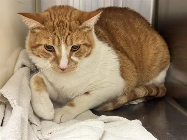 A young medium-sized male Domestic Short Hair cat named Milo for adoption in Colorado Springs, CO