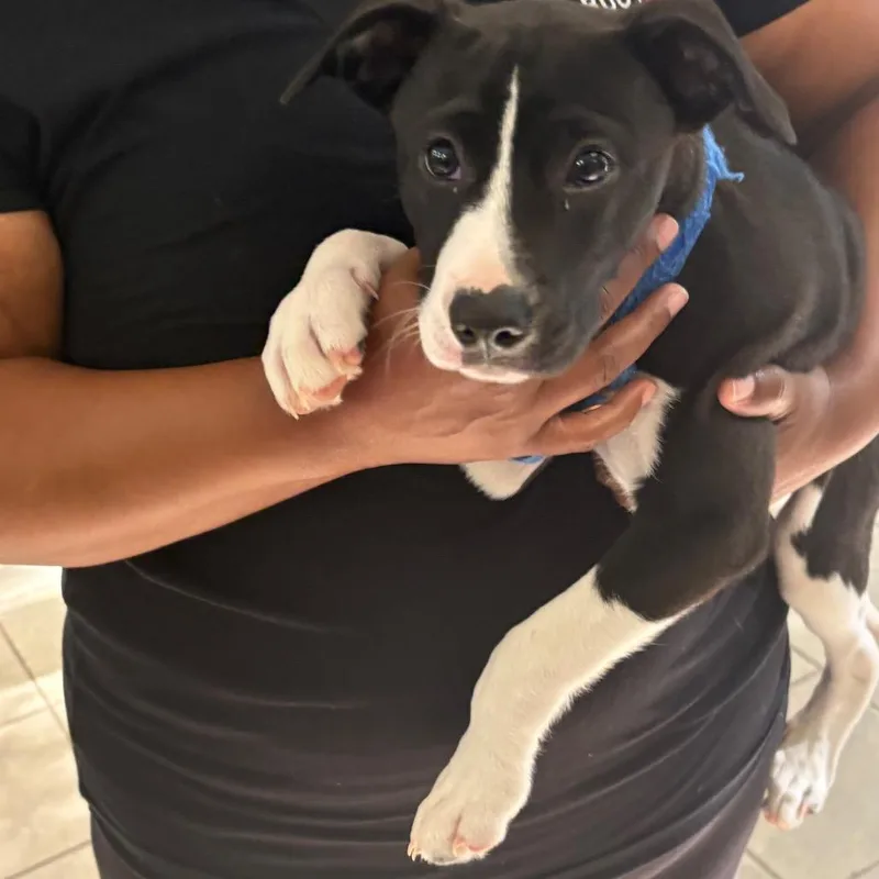 A young small-sized male Black Mixed Breed dog named StrayWhitesvilleRoad for adoption in Columbus, GA