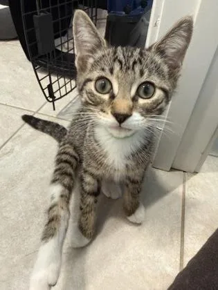 A baby small-sized male Brown / Chocolate Domestic Short Hair cat named Pinny for adoption in Annapolis, MD