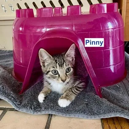 Pinny thumbnail 2