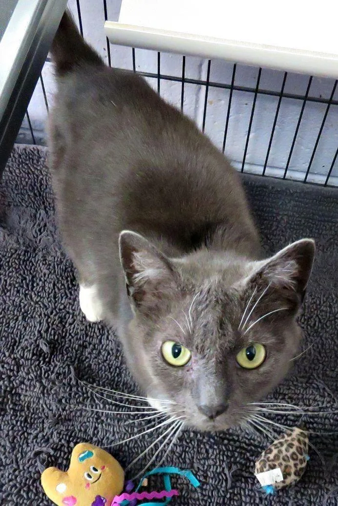 An adult medium-sized female Gray / Blue / Silver Domestic Short Hair cat named Connie for adoption in Herndon, VA