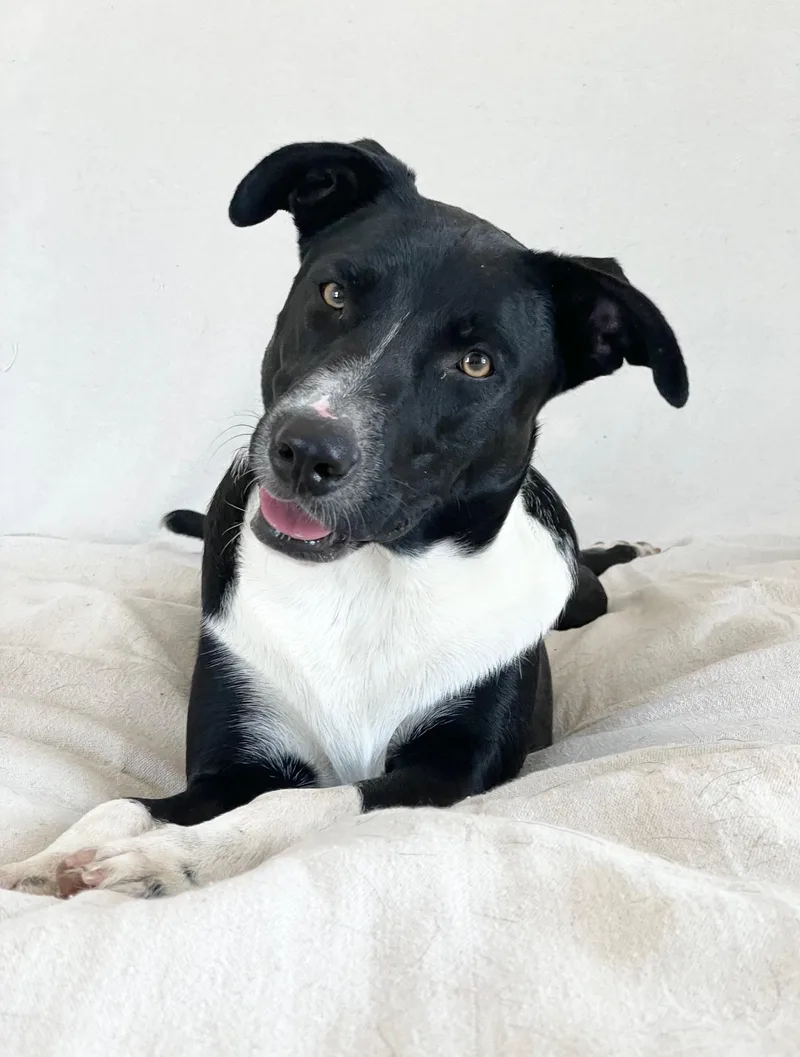 Sweet Cecilia thumbnail 3