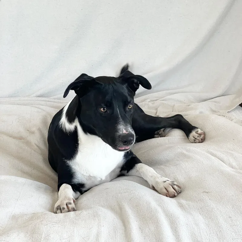 Sweet Cecilia thumbnail 4