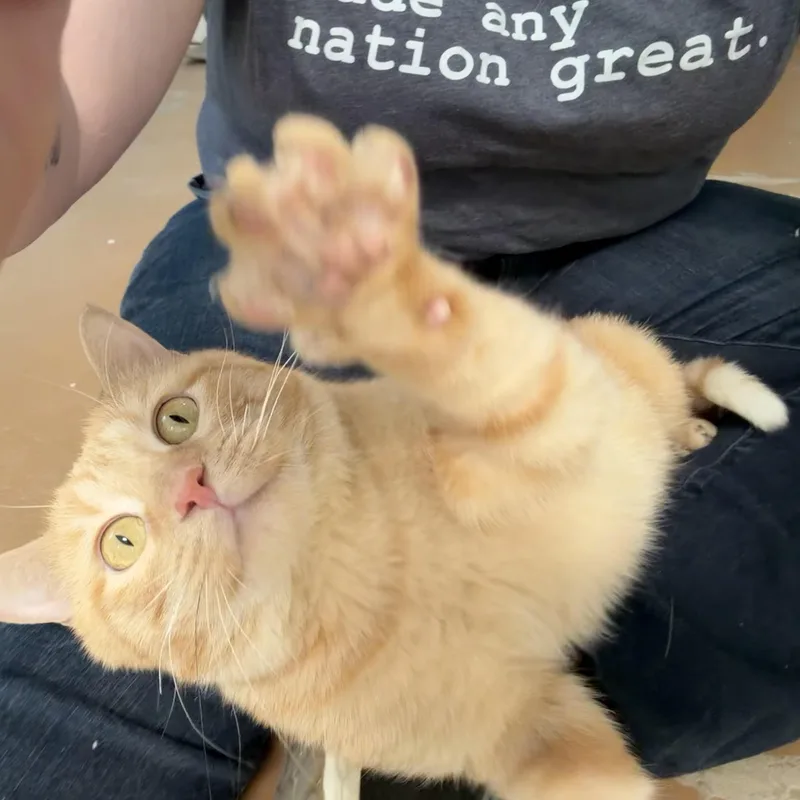 A young medium-sized male Tabby (Orange / Red) Domestic Short Hair cat named Mud for adoption in Fort Worth, TX