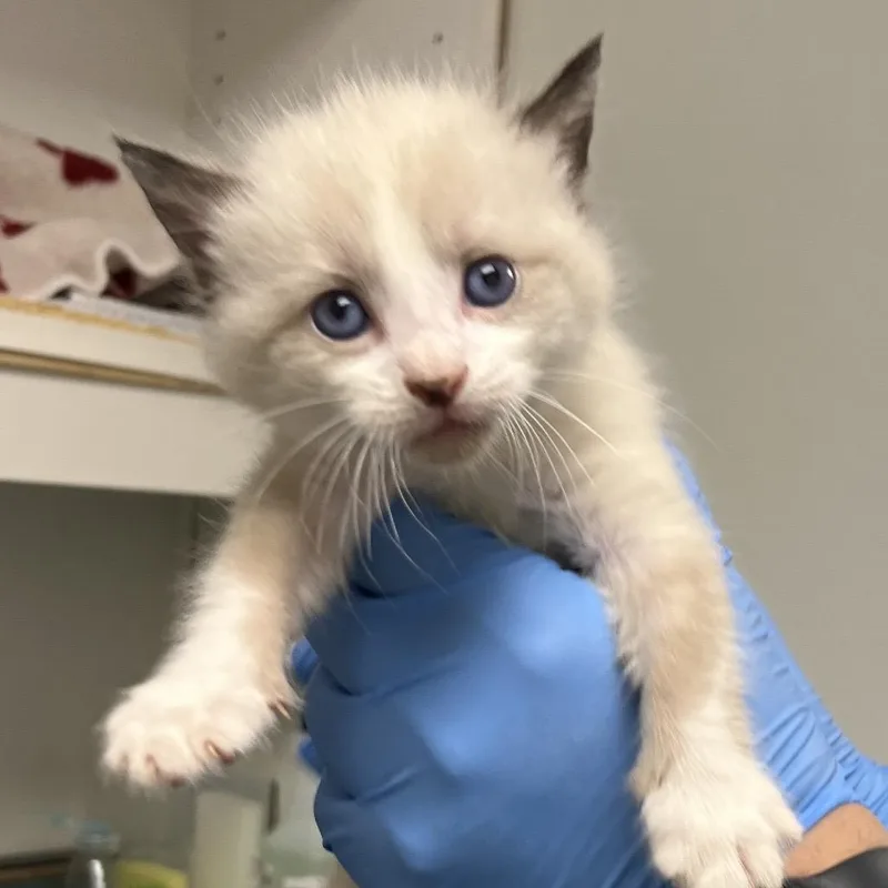 A baby small-sized female Cream / Ivory Domestic Short Hair cat named 71282 for adoption in Harrisonburg, VA