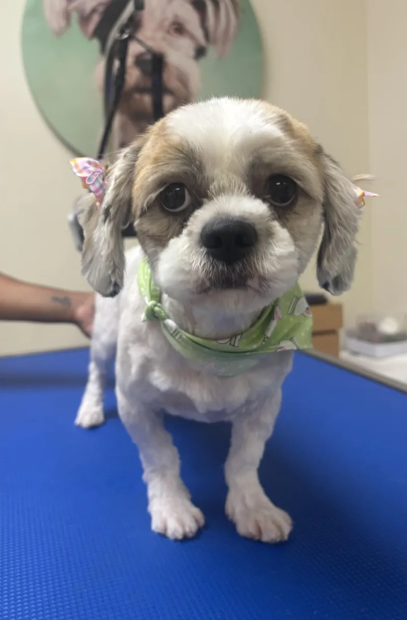 Lola thumbnail 3
