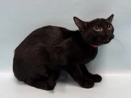 A baby small-sized female Domestic Short Hair cat named RePete for adoption in Coon Rapids, MN