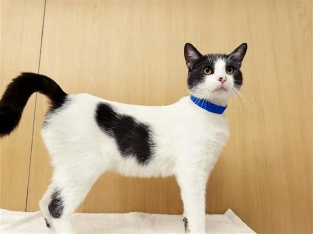 An adult small-sized male Domestic Short Hair cat named Sylvester for adoption in Saint Louis, MO