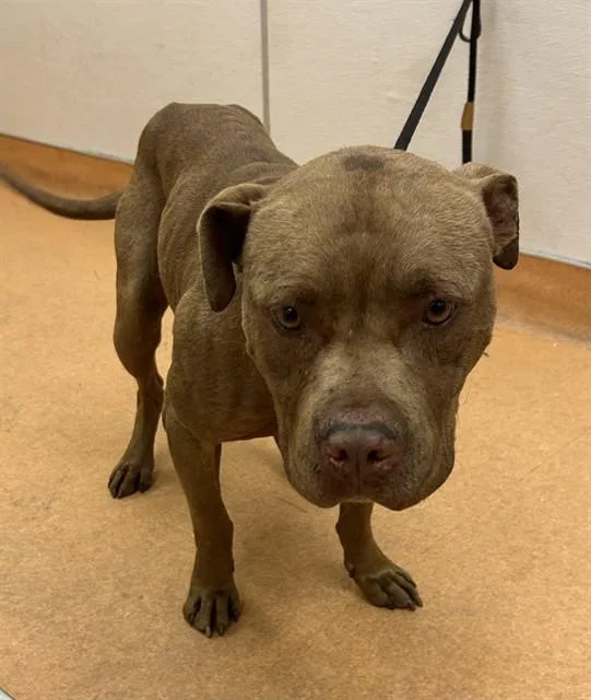 An adult large-sized male Pit Bull Terrier dog named Duffy for adoption in Martinez, CA