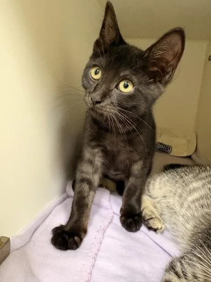 A baby small-sized female Domestic Short Hair cat named Bunny for adoption in Lowell, MA