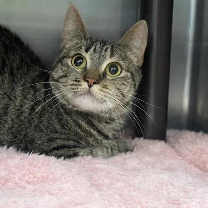 An adult medium-sized female Domestic Short Hair cat named Leia for adoption in Voorhees, NJ
