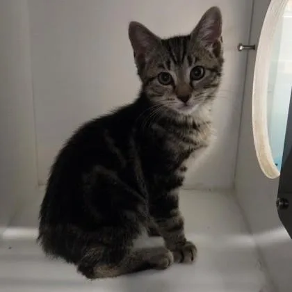 A baby small-sized male Domestic Short Hair cat named Scooter for adoption in Voorhees, NJ