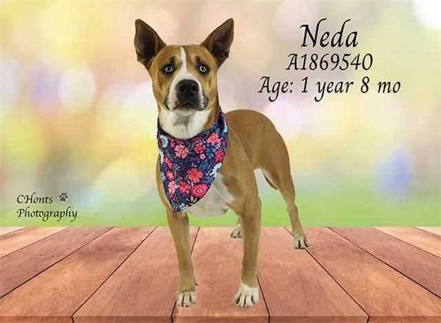 A young medium-sized female Pit Bull Terrier dog named Neda for adoption in Riverside, CA