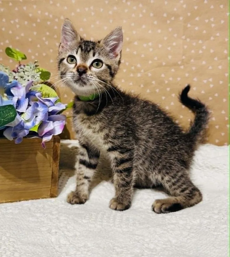 A baby small-sized male Domestic Short Hair cat named Toffee for adoption in Groveland, MA