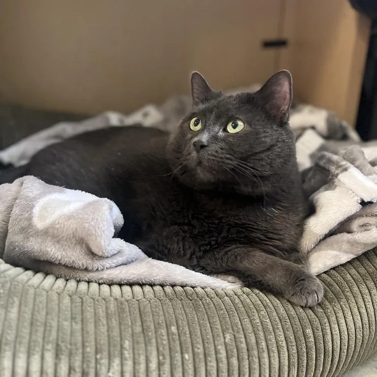 A senior extra large-sized female Gray / Blue / Silver Domestic Short Hair cat named Miss KK for adoption in Baltimore, MD