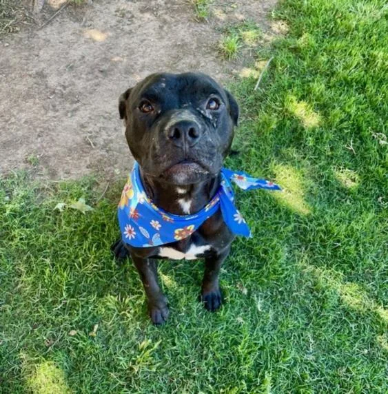 A young medium-sized male Pit Bull Terrier dog named Flynn for adoption in Tulsa, OK