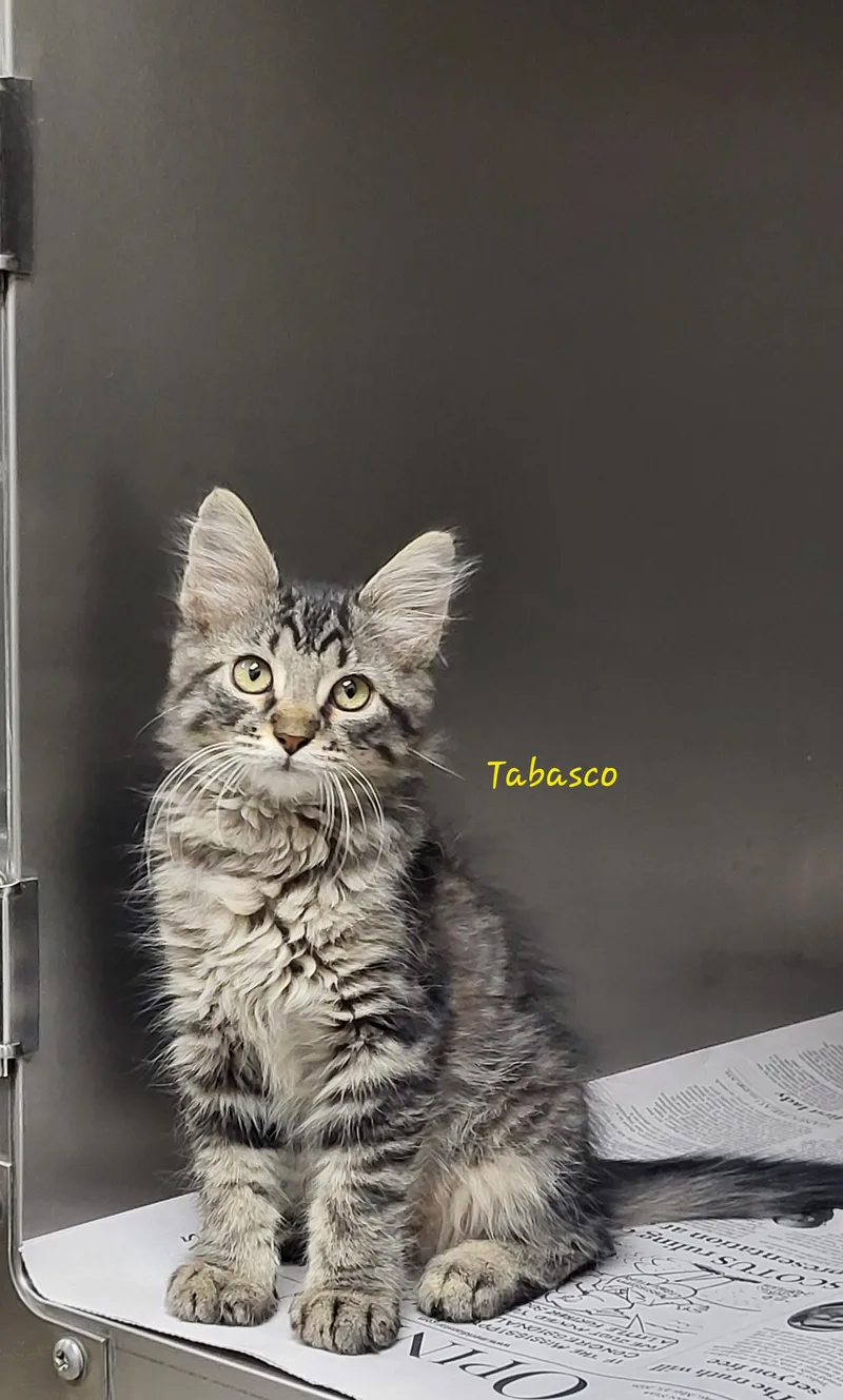 A baby medium-sized male Tabby (Buff / Tan / Fawn) Domestic Medium Hair cat named Tabasco for adoption in Marion, MS