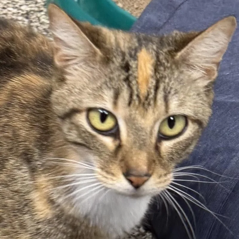 An adult medium-sized female Calico Domestic Short Hair cat named Honey for adoption in Fernandina Beach, FL