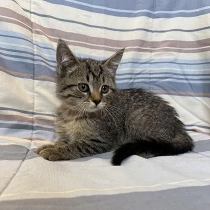 A baby small-sized female Domestic Short Hair cat named Velma for adoption in Janesville, WI