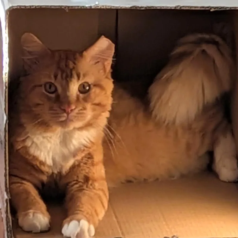 An adult large-sized male Orange / Red Domestic Medium Hair cat named Kromka Bethune for adoption in Merrifield, VA