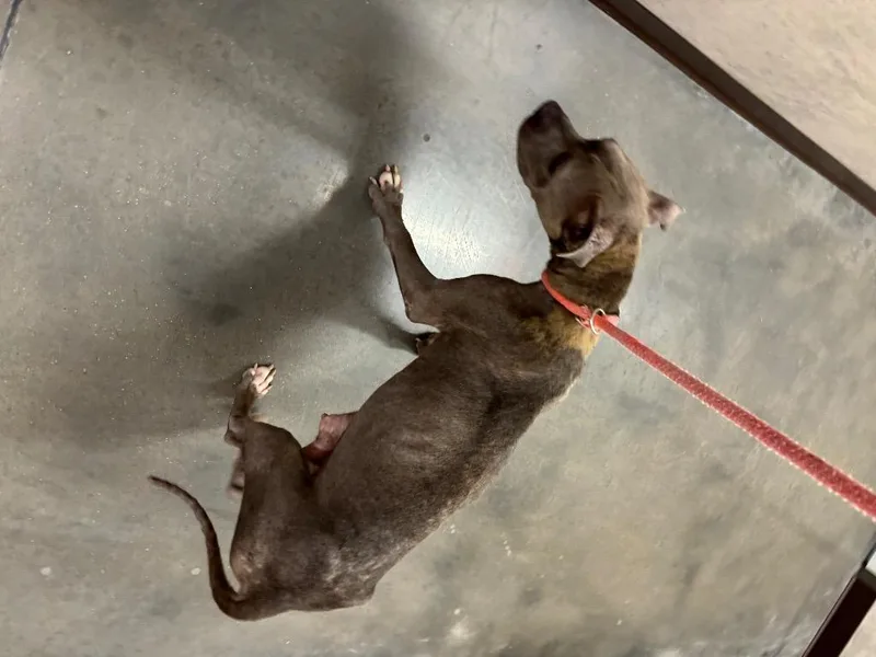 A young medium-sized female American Staffordshire Terrier dog named Chapel for adoption in Clarksville, TN
